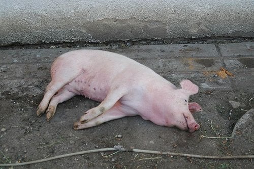 Dead Pig Slaughter
