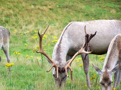 Bukhar deer