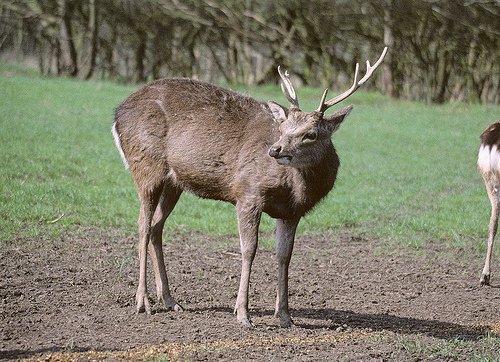 Japanese sika