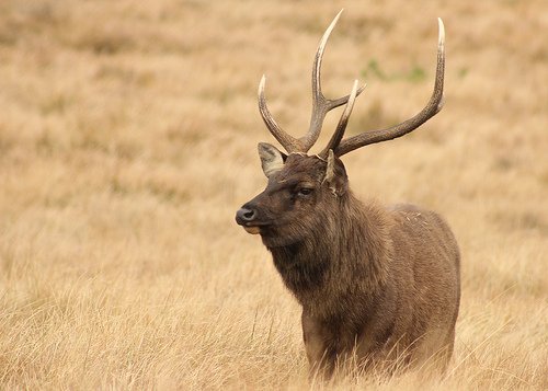 Male Sambar