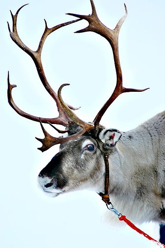 Reindeer