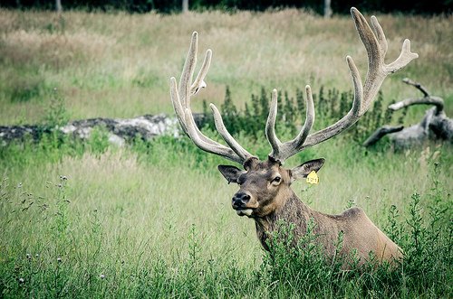 yarkland deer