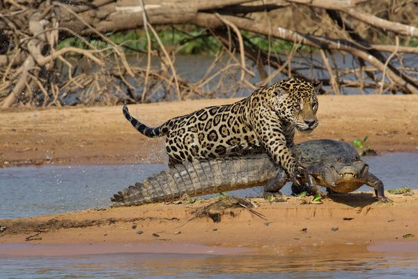 jaguar-kills-caiman