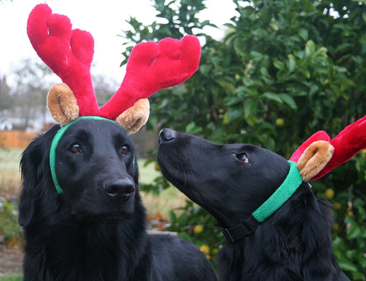 black-reindeer-dog