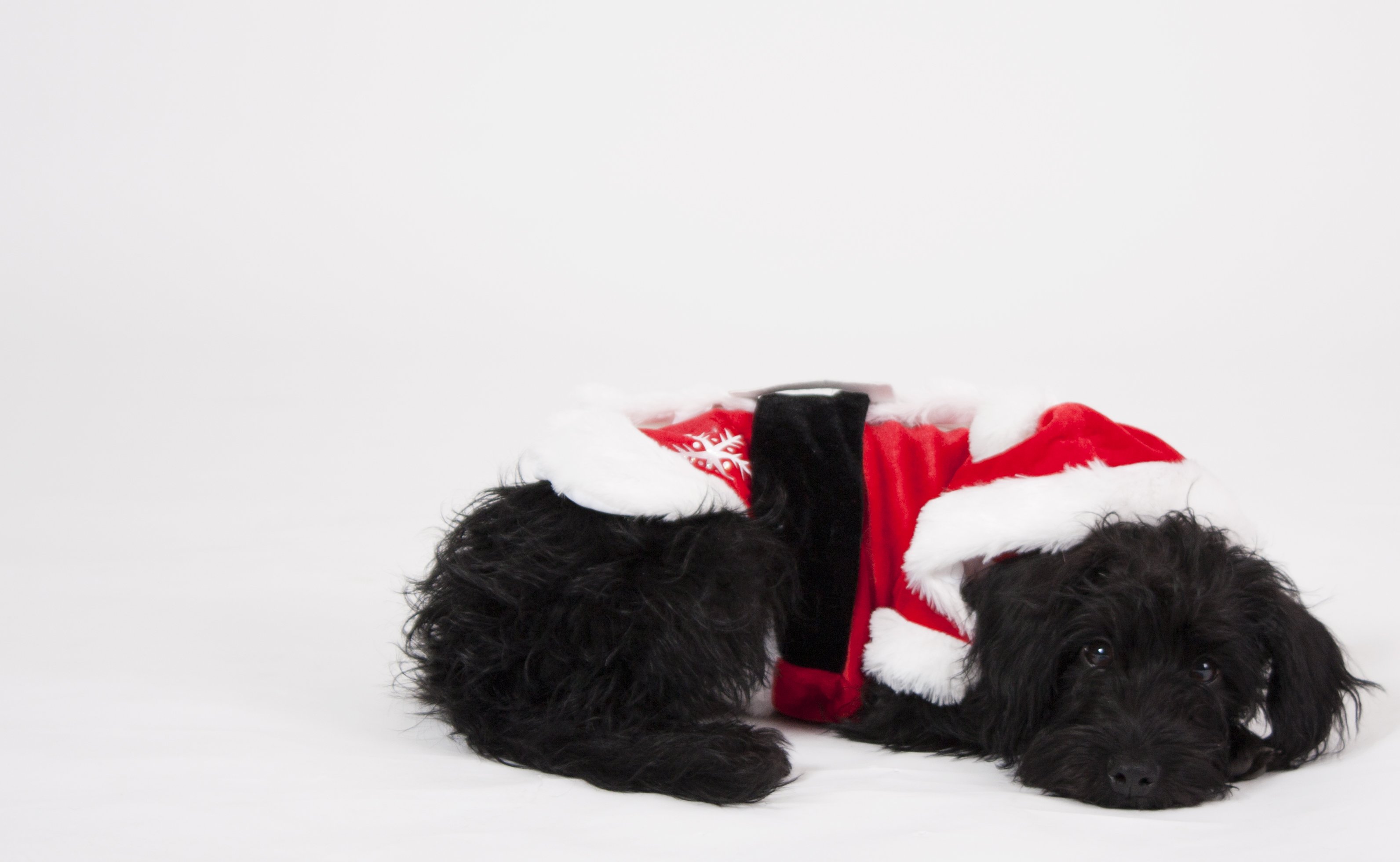 black-santa-dog