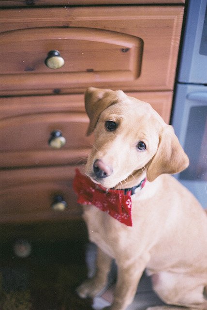 christmas-bow-tie