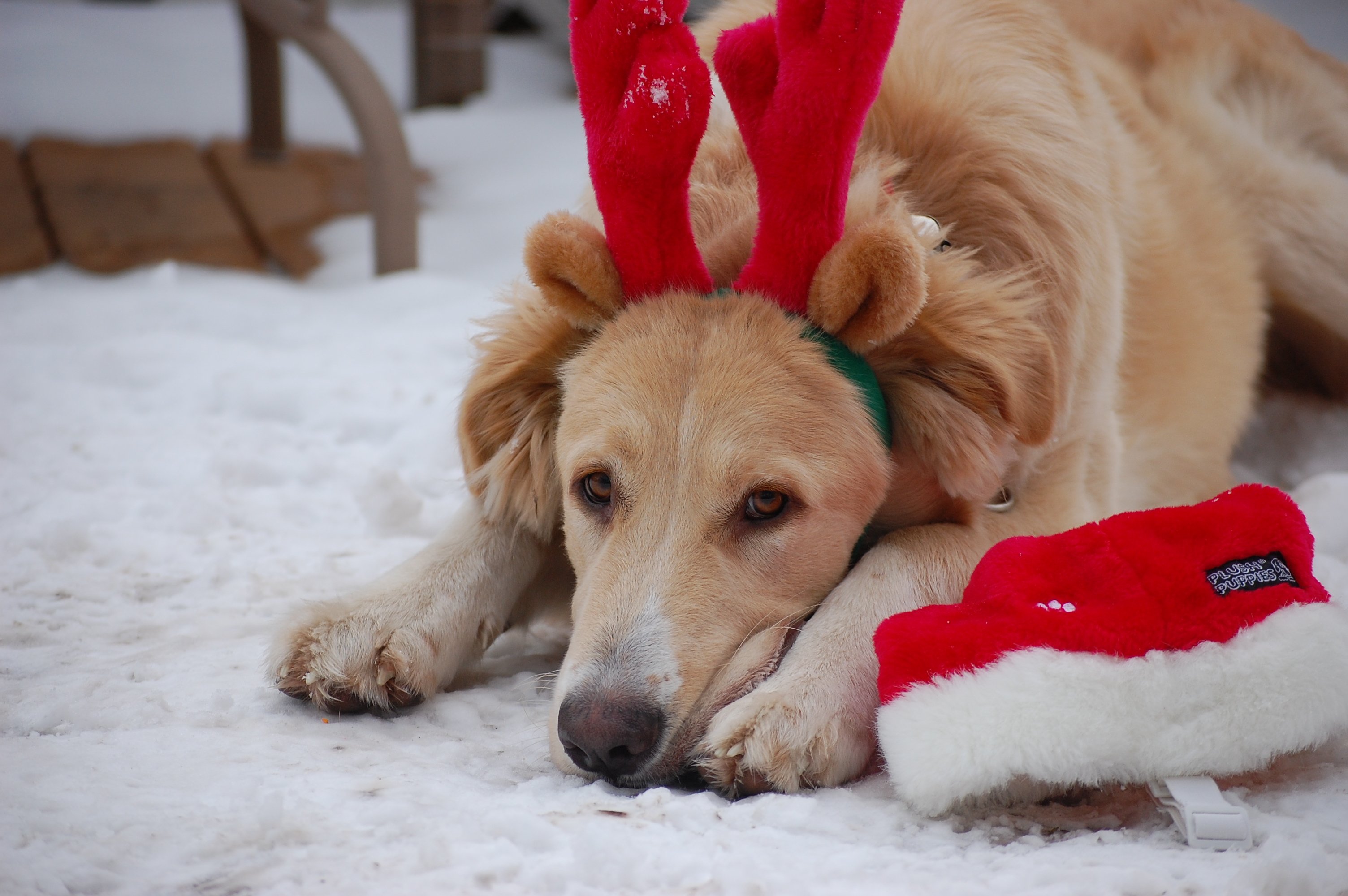 christmas-dog