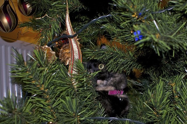cat-christmas-tree