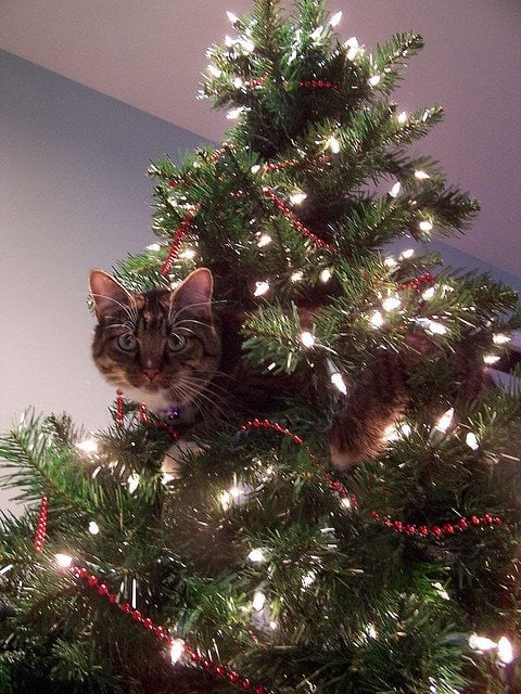 christmas-tree-cat