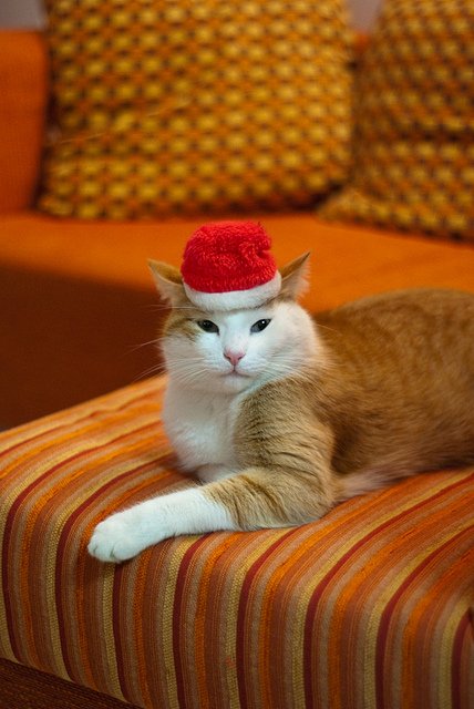 santa-claus-hat-cat