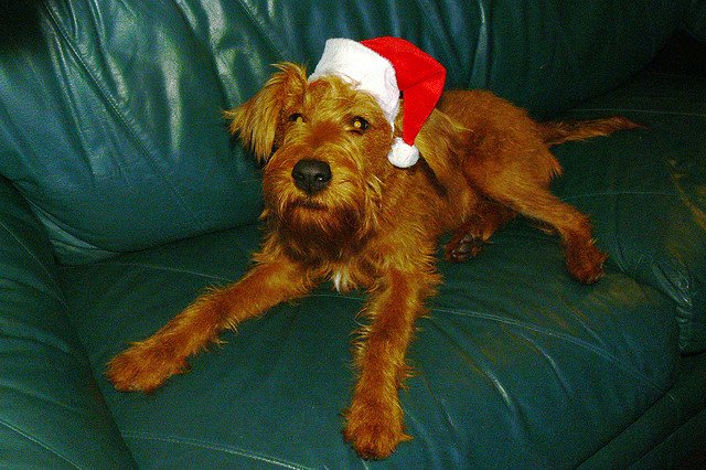 cute-hat-santa-dog