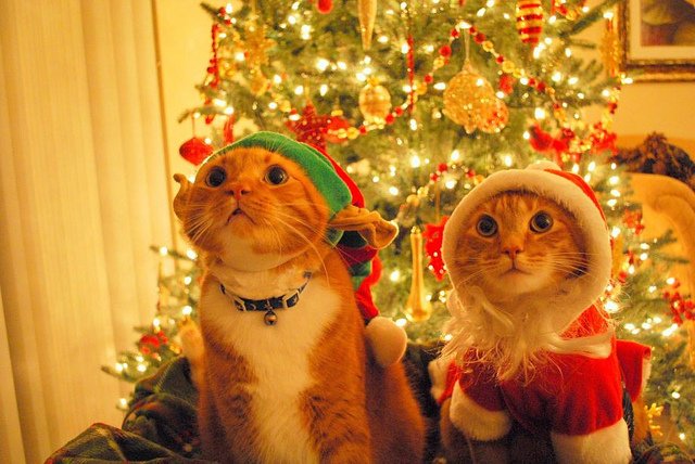 cute-santa-cats