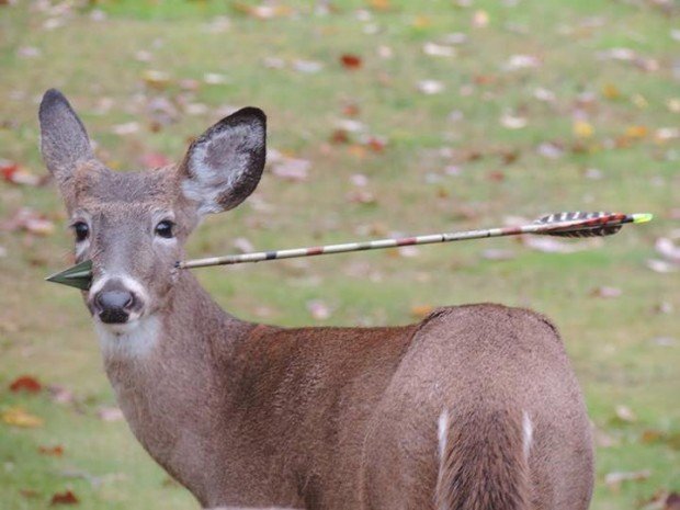 deer-arrow-through-face