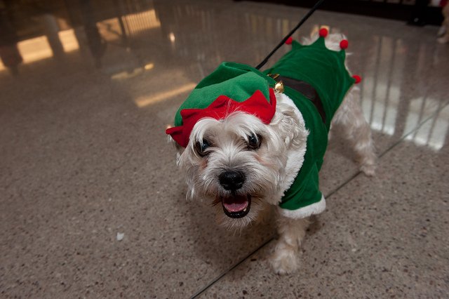 elf-dog