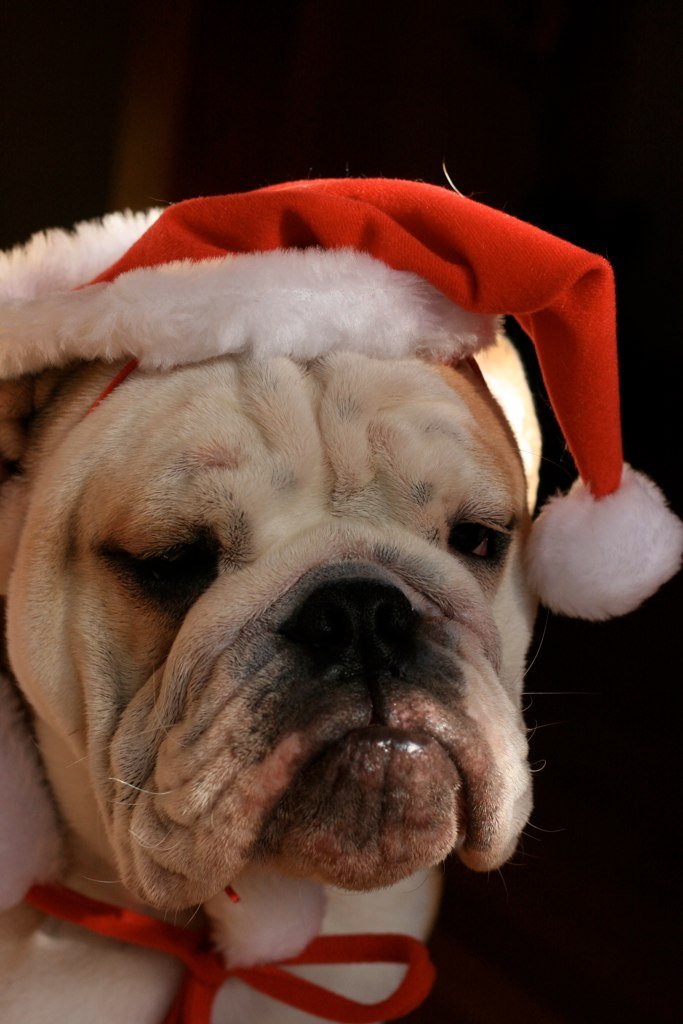 grumpy-santa-dog