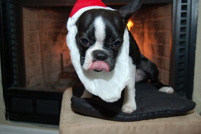 santa-hat-dog