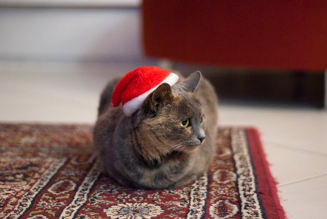 cat-santa-hat