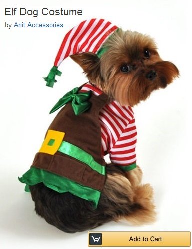 little-elf-dog