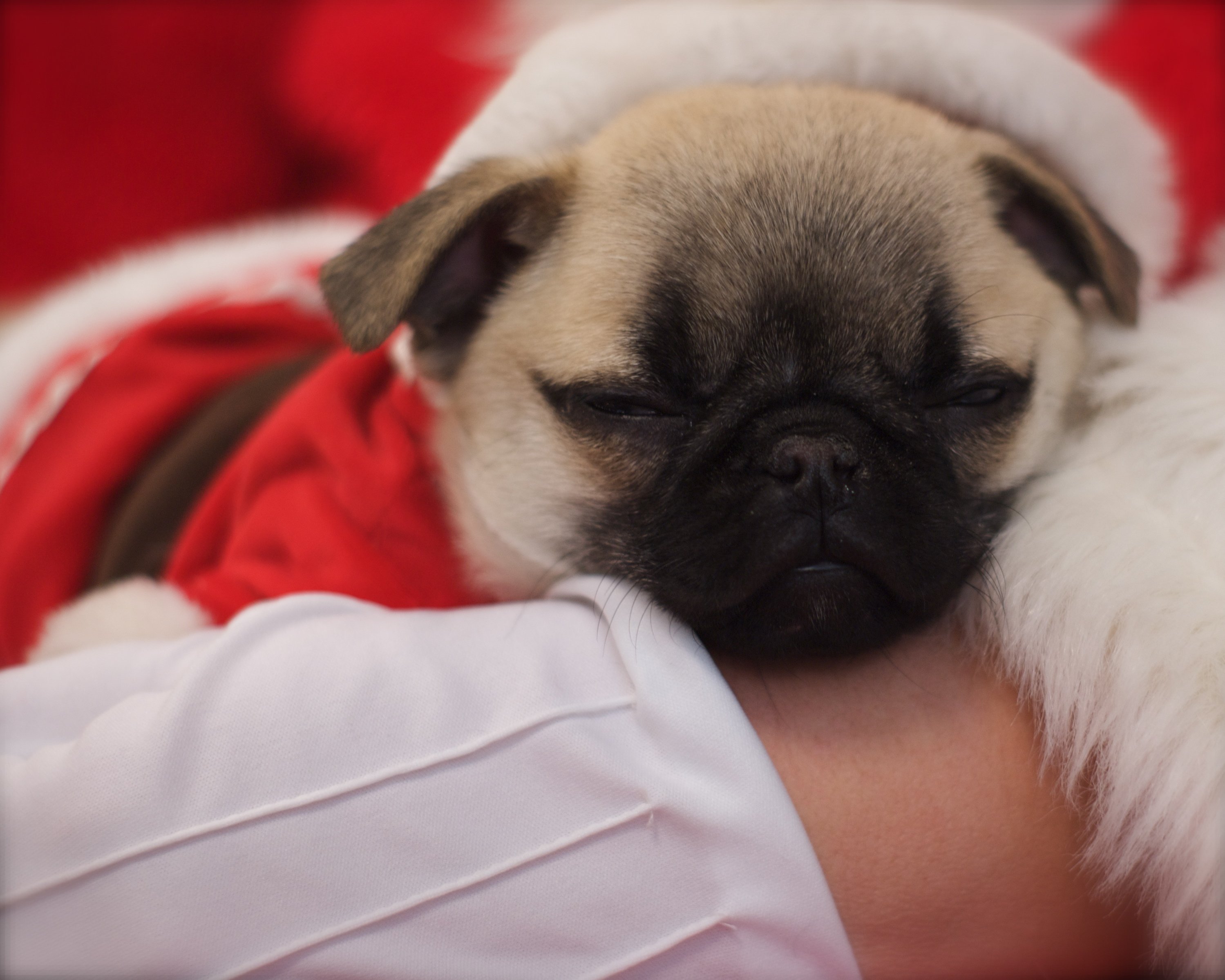 Cute Puppies In Christmas Outfits