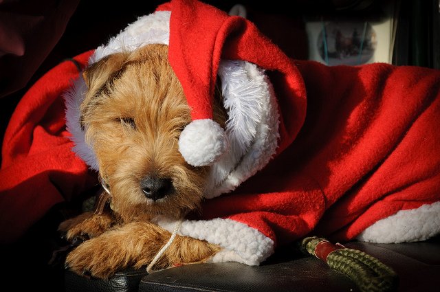 little-santa-dog