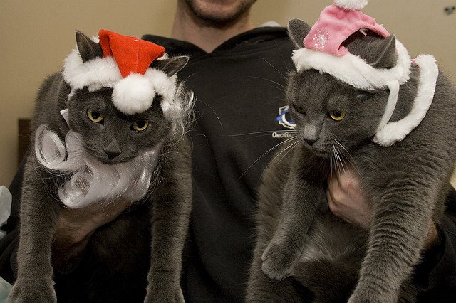 mr-ms-santa-cats