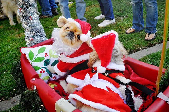 mrs-santa-dog