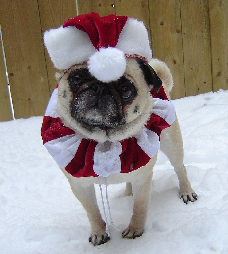 santa-pug