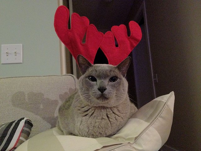 reindeer-cat