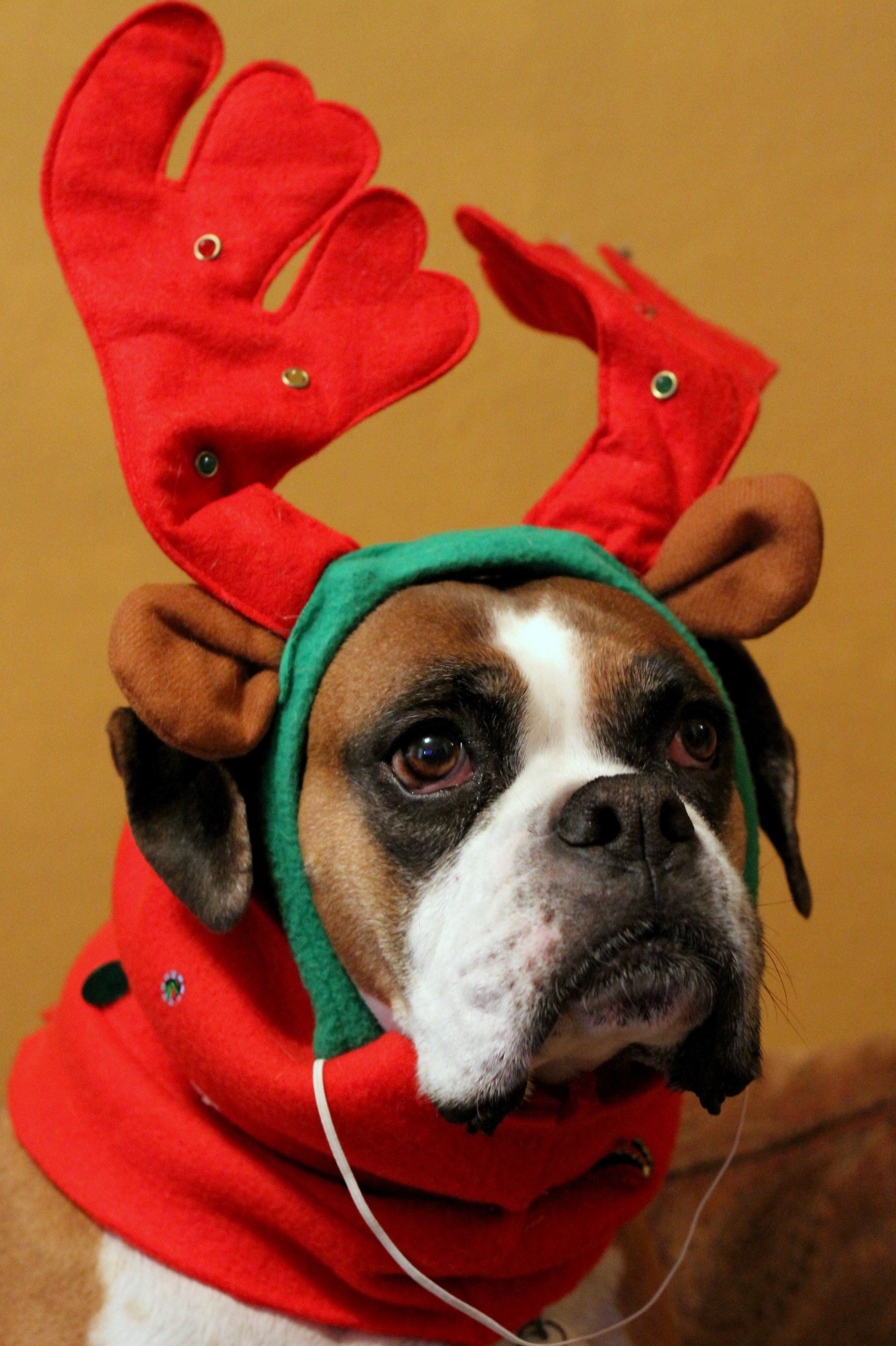 reindeer-dog