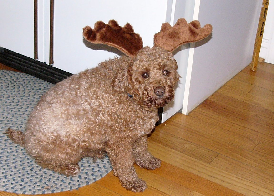 reindeer-dog