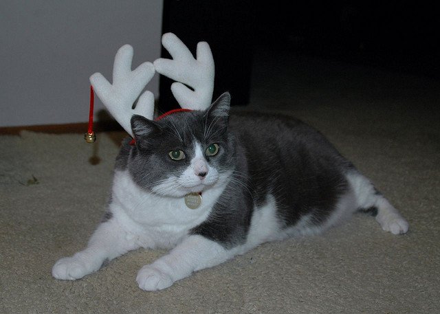 cat-reindeer