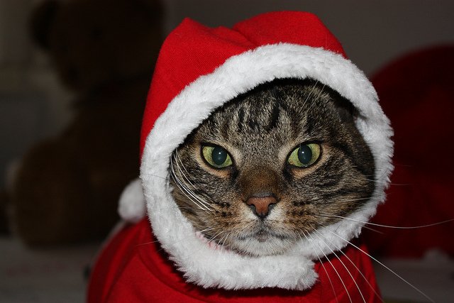 santa-costume-cat