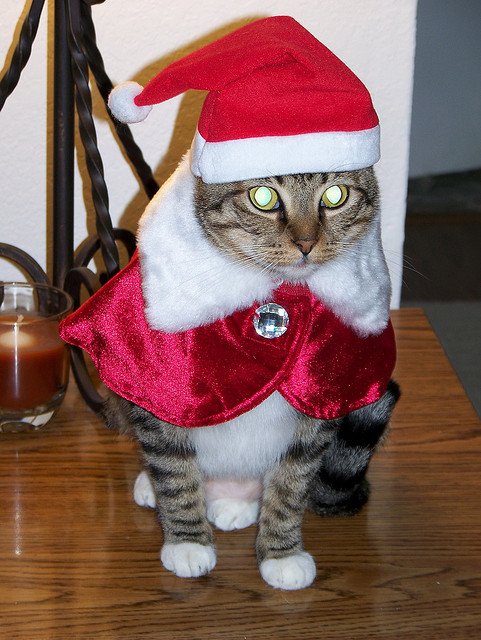 santa-cat