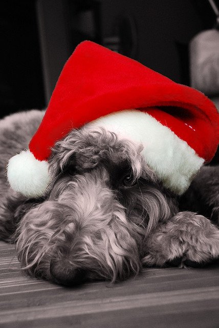 santa-claus-dog