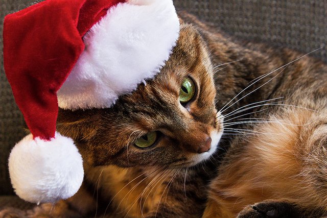 cat-santa-hat