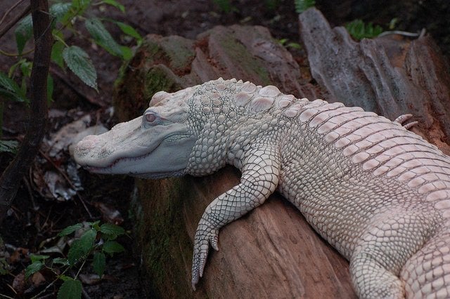 albino-aligator