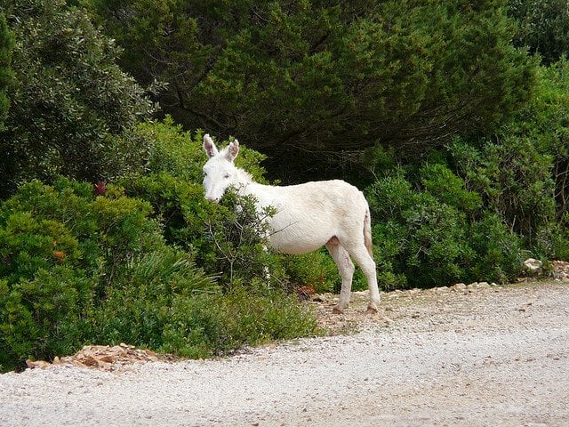 albino-donkey