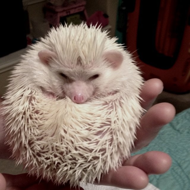 albino-hedgehog