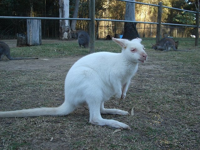 albino-kangaroo