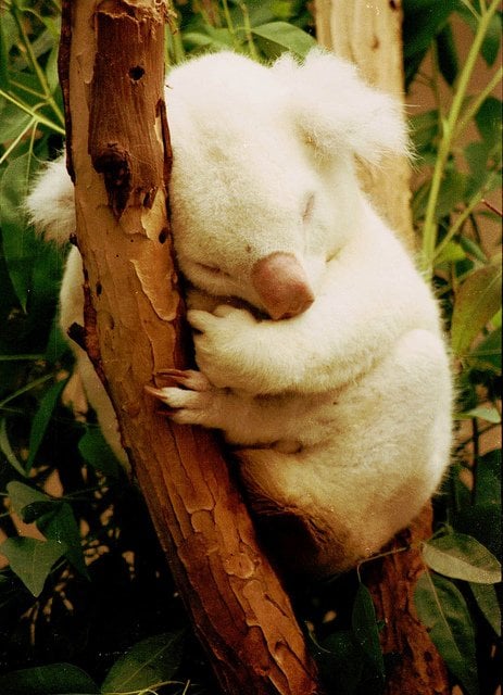 albino-koala