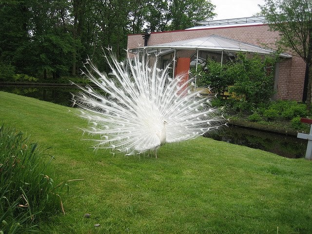 albino-peacock