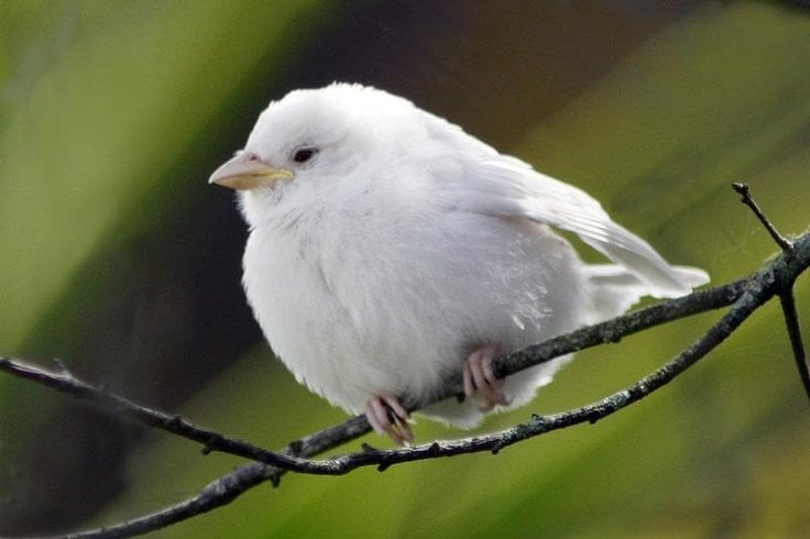albino-sparrow
