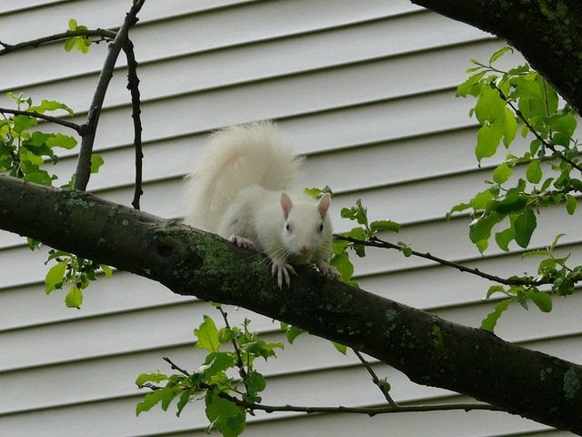 albino-squirrel