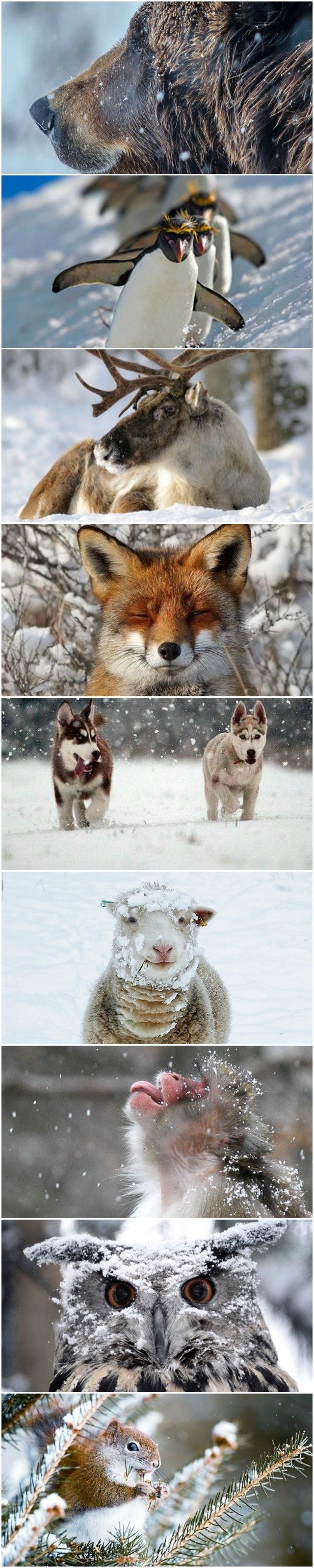 animals-enjoying-the-snow