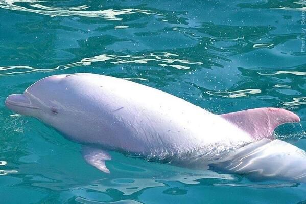 white-dolphin