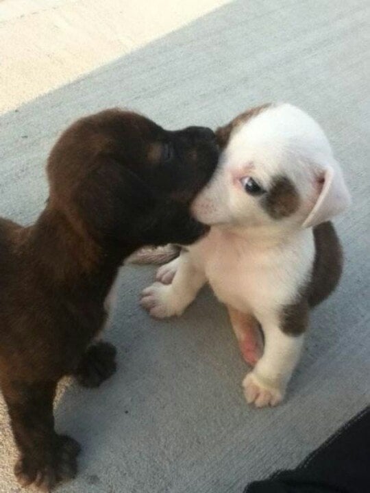 kissing-puppies