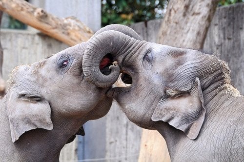 elephants-kissing