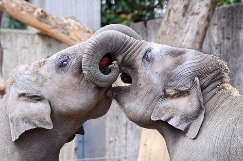 17 Photos of Adorable Animals Kissing | Animals Zone