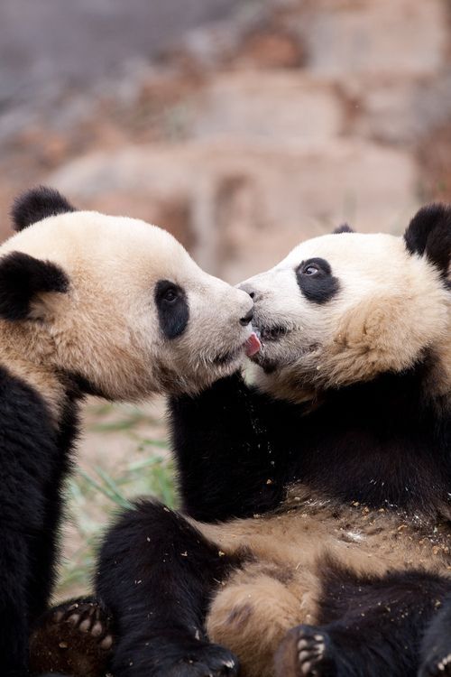 17 Photos of Adorable Animals Kissing | Animals Zone