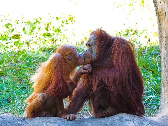 animals kissing